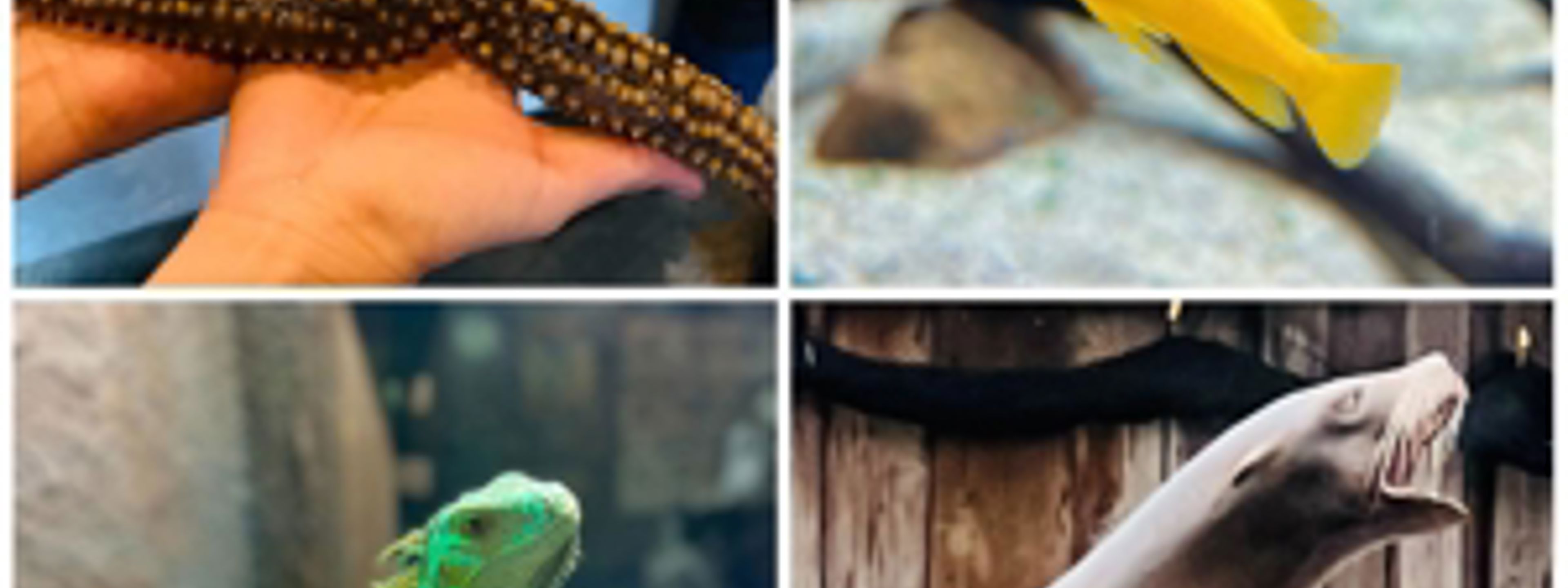 Kollasj av fire bilder. Bildene viser hender som holder en sjøstjerne, en gul fisk, en grønn øgle og en sjøløve som brøler.